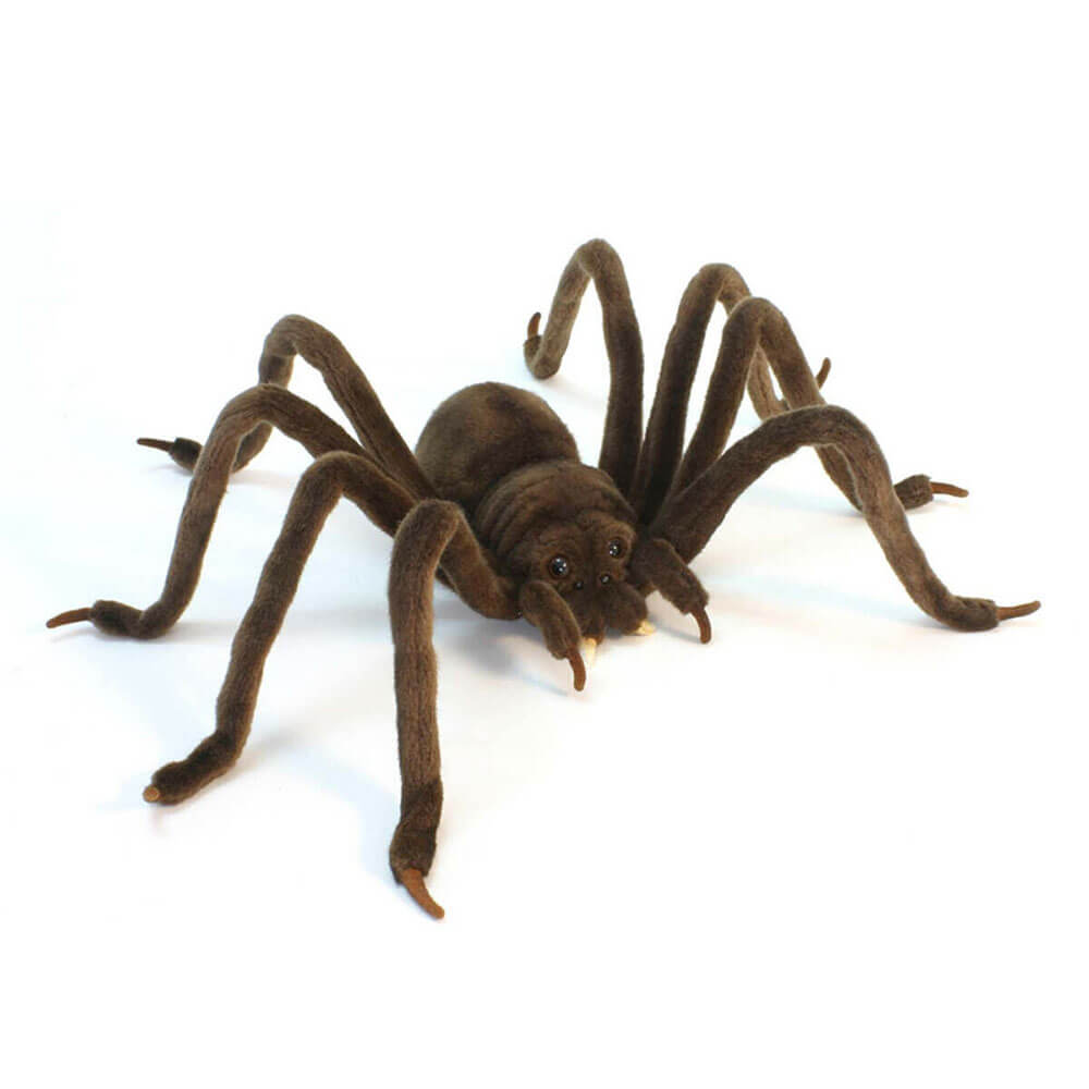 Hansa Huntsman Spider (50 cm L)