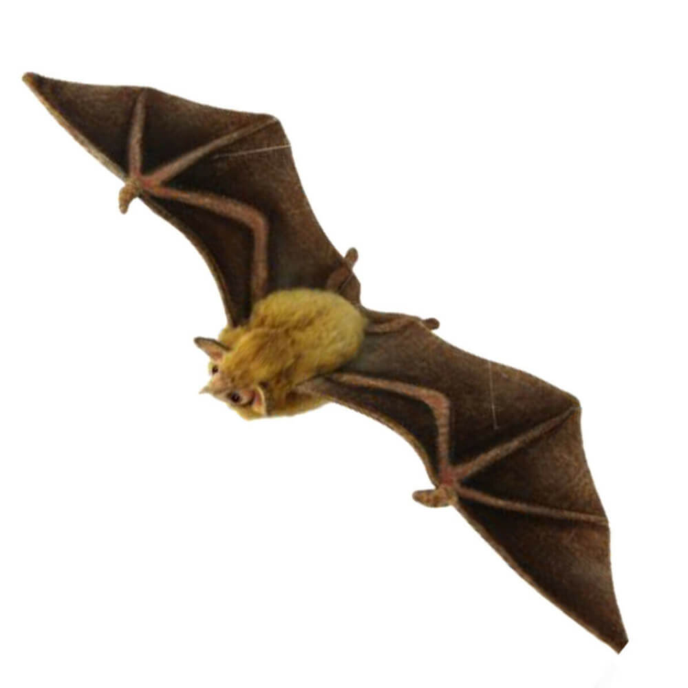 Hansa Orange Nectar Bat (42 cm L)