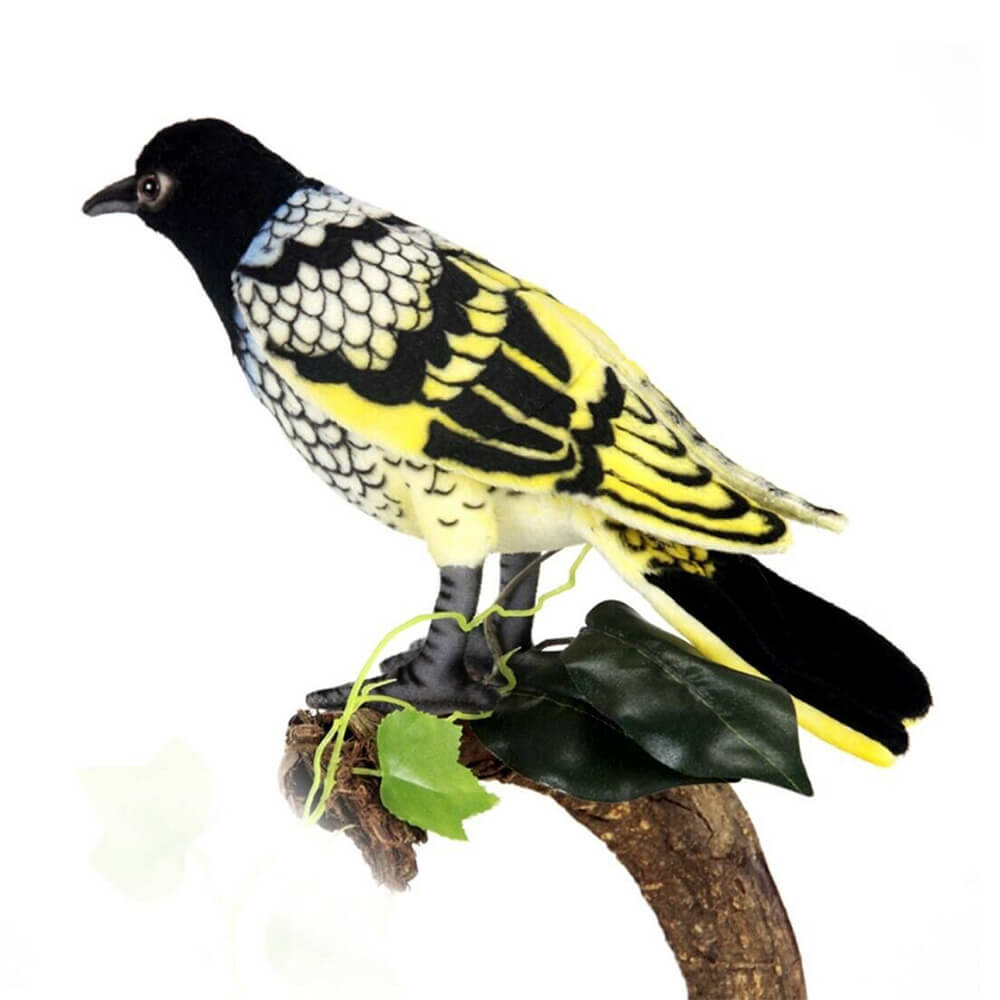 Hansa Regent Honeyeater (25 cm L)