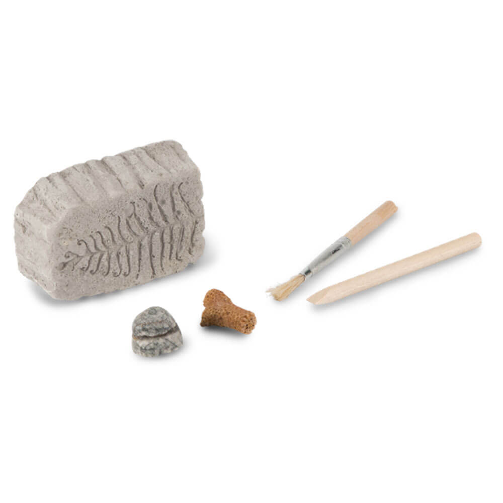 Kit de palaentologie de dig fossile