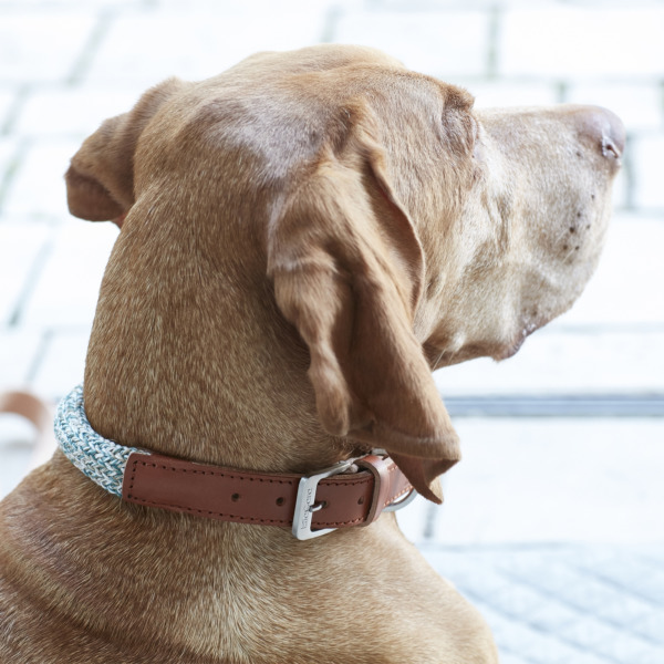MiaCara Lucca collier pour chiens