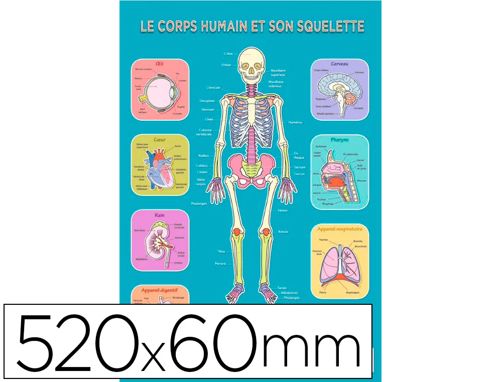 Poster pedagogique bouchut grandremy corps humain et son squelette 520x760mm pellicule effacable a sec