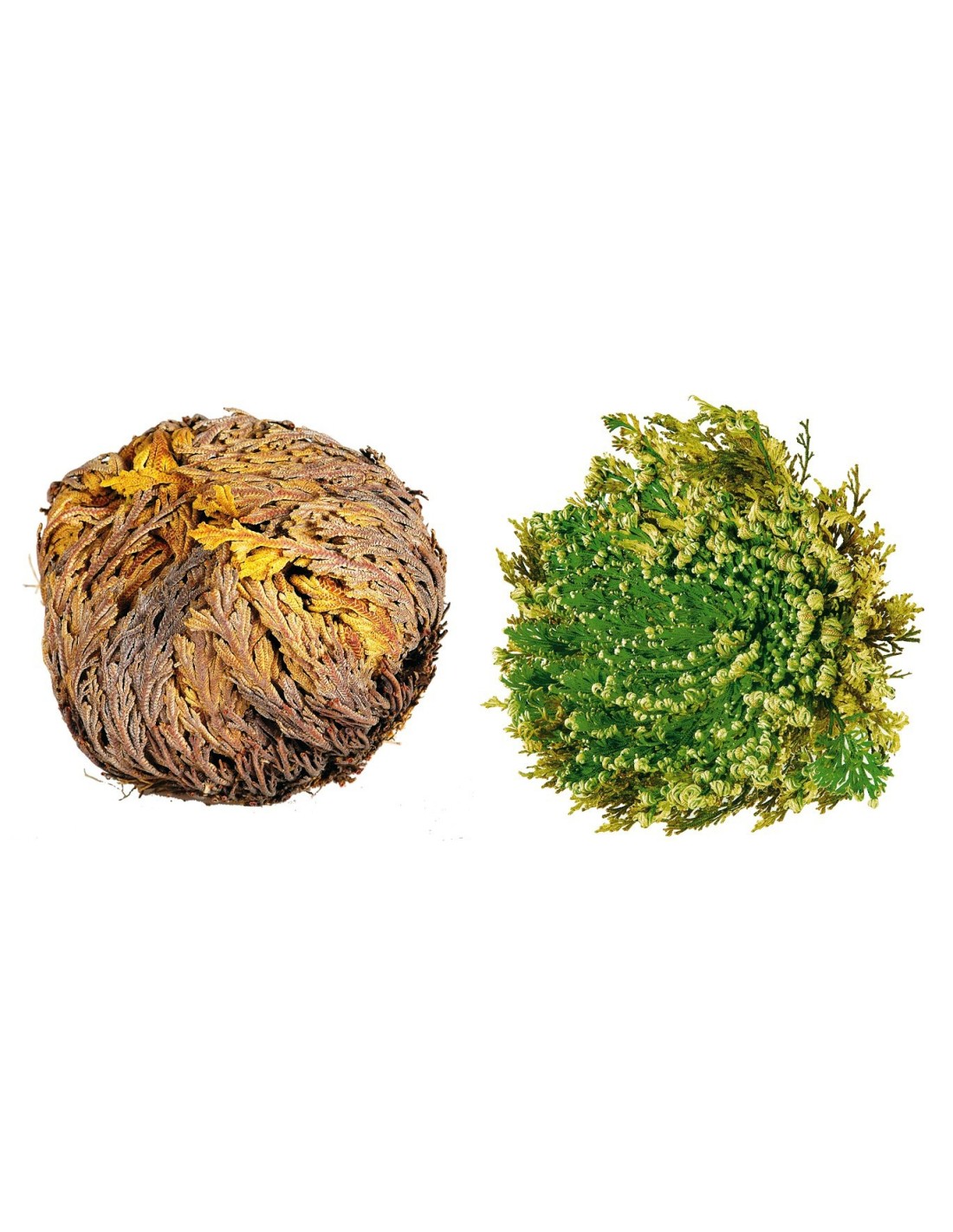 Rose de Jéricho - La plante miracle qui représente la résurection