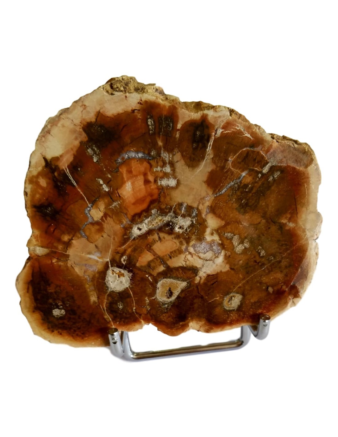 Tranche de bois fossilisé - Décoration naturelle et authentique pour votre intérieur